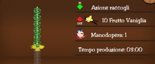Pianta della Vaniglia Pianta della Vaniglia