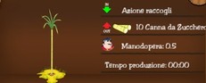 Canna da zucchero Canna da zucchero