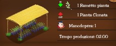 Vivaio piante di cacao e da frutto Vivaio piante di cacao e da frutto