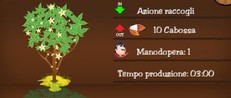 Pianta di Cacao Pianta di Cacao