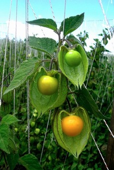 Ottosnack Golden Inca Berries