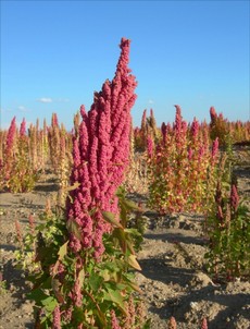 quinoa