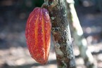 Il cacao in piantagione
