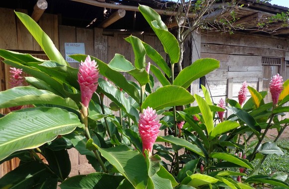 fiore Ginger Heliconia