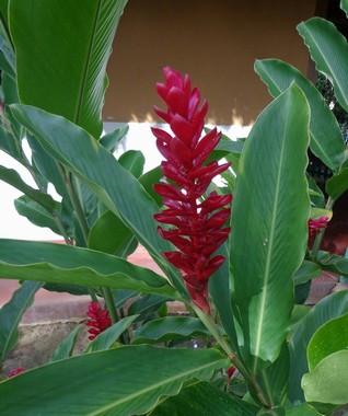 fiore singolo Ginger Heliconia