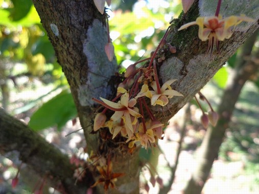 Fiori di cacao