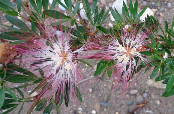 fiori con pistilli sottili rosa