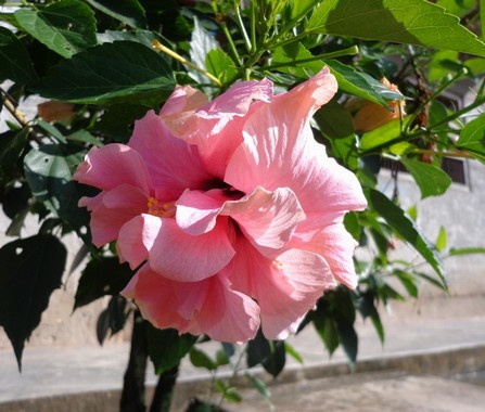 ibisco rosa petali ricci