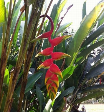 fiore heliconia rosso e giallo