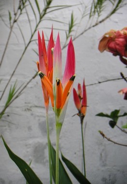 fiori con pistilli sottili rosa