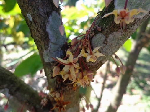 fiori cacao