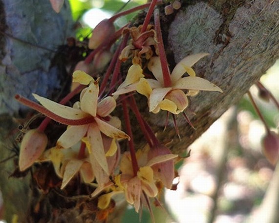 fiori cacao tanti buona