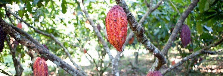 cabosse molte su rami su albero bella